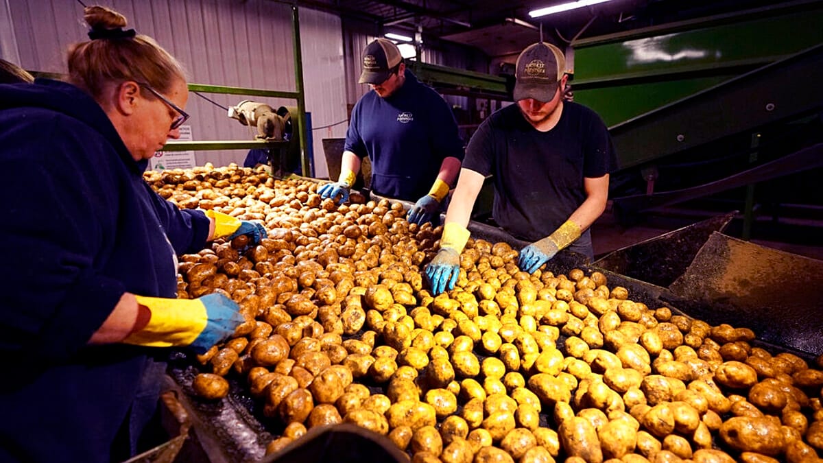 Qué Son los Productores Aprende a Clasificarlos Fácilmente 2 que son los productores aprende a clasificarlos facilmente