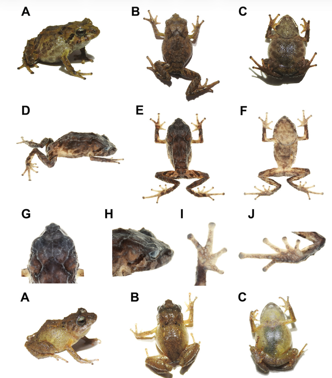 ranas y sapos descubre sus especies venenosas