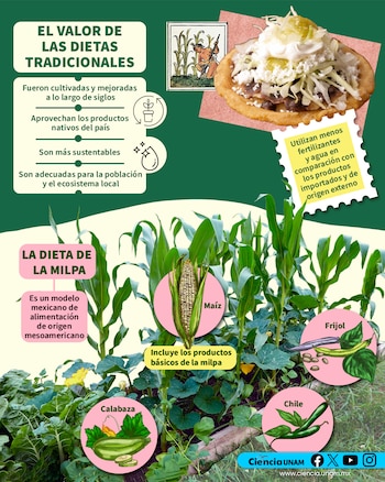 Recetas Sorprendentes de la Dieta de la Milpa para Tu Salud 2 recetas sorprendentes de la dieta de la milpa para tu salud