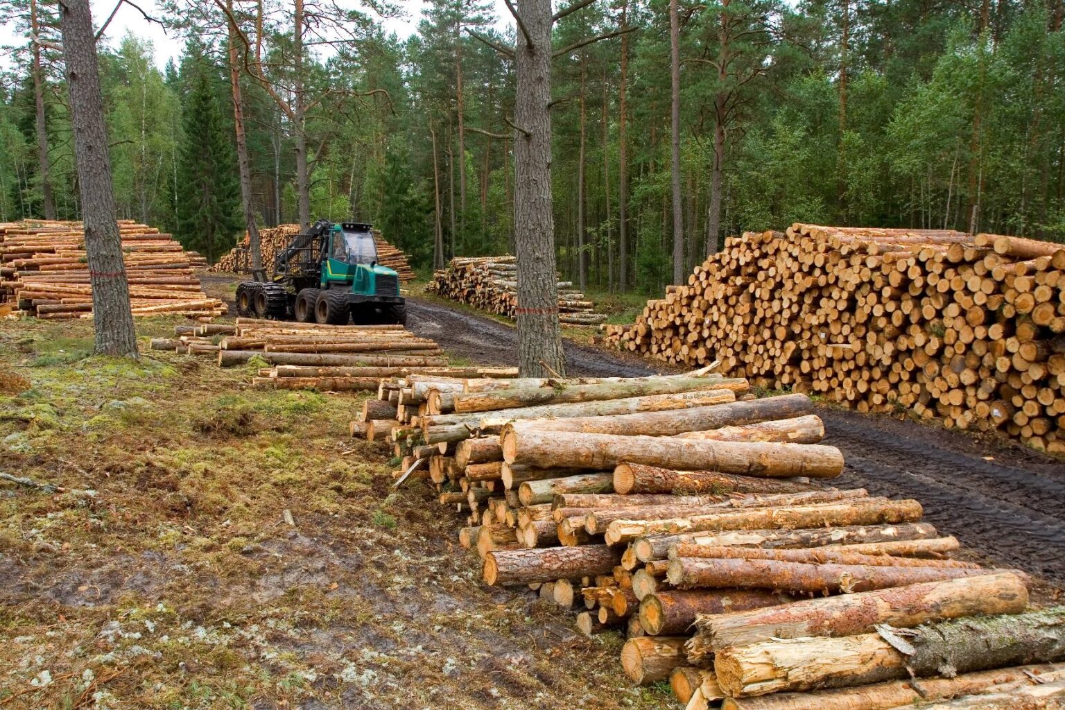 Recursos Naturales: Tipos, Importancia y Curiosidades 7 recursos naturales tipos importancia y curiosidades