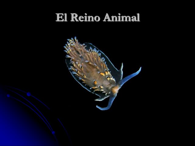 reino animal descubre su clasificacion y reproduccion