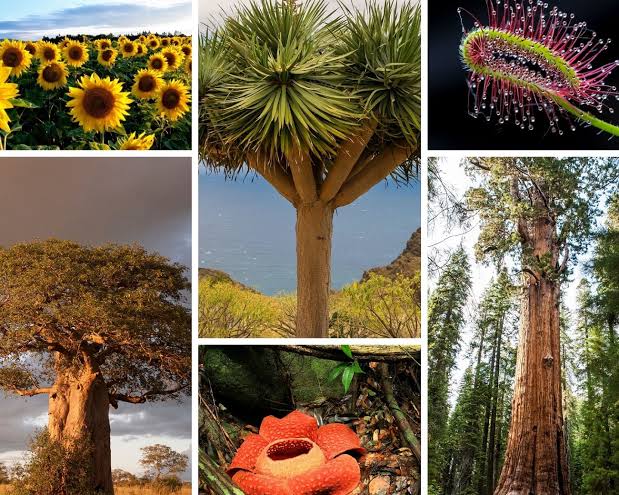 REINO DE PLANTAS: Descubre sus ASOMBROSAS características 2 reino de plantas descubre sus asombrosas caracteristicas