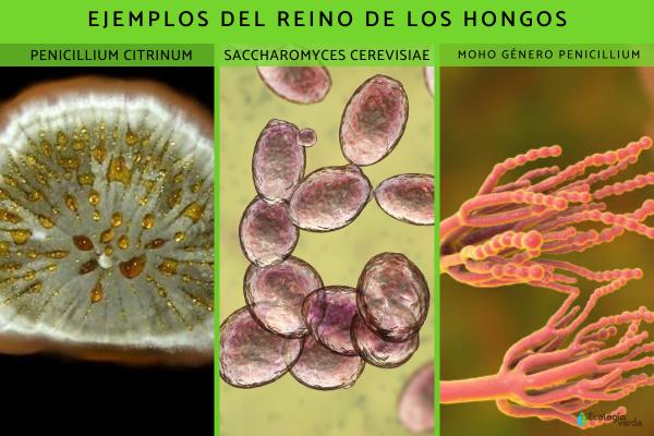 REINO FUNGI: ¡Descubre sus ASOMBROSAS Características! 2 reino fungi descubre sus asombrosas caracteristicas