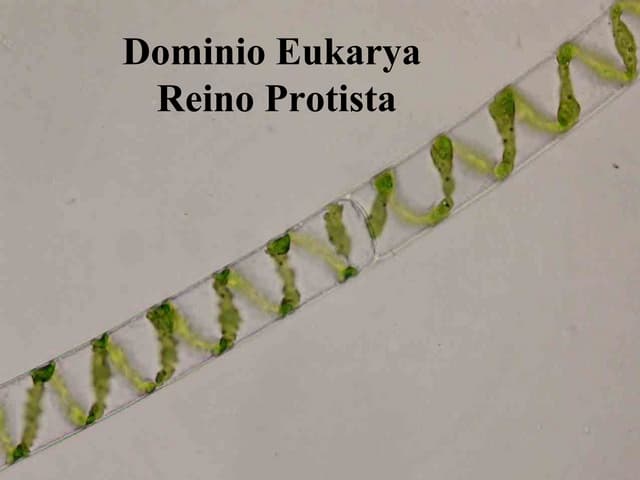 reino protista sorprendente impacto en el ecosistema