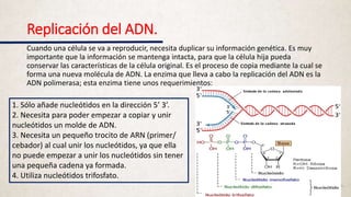 REPLICACIÓN ADN: Cómo se DUPLICA tu INFORMACIÓN genética 2 replicacion adn como se duplica tu informacion genetica