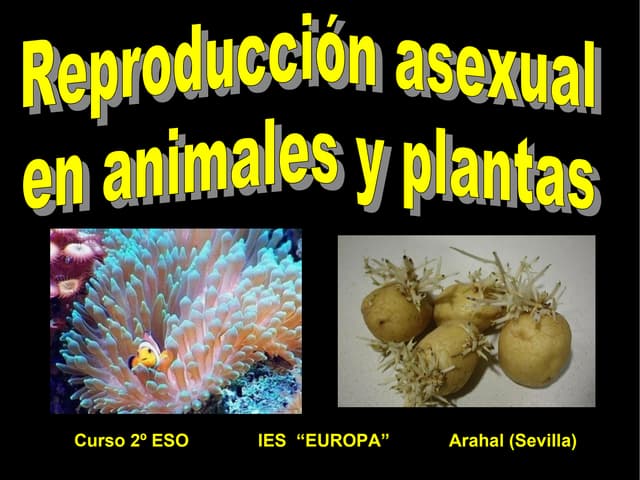 Reproducción ASEXUAL en Invertebrados: Cómo lo Hacen 2 reproduccion asexual en invertebrados como lo hacen