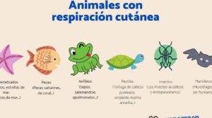 respiracion cutanea descubre animales sorprendentes