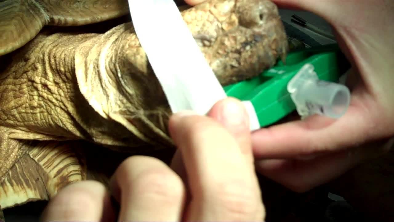 respiracion pulmonar como respiran los reptiles