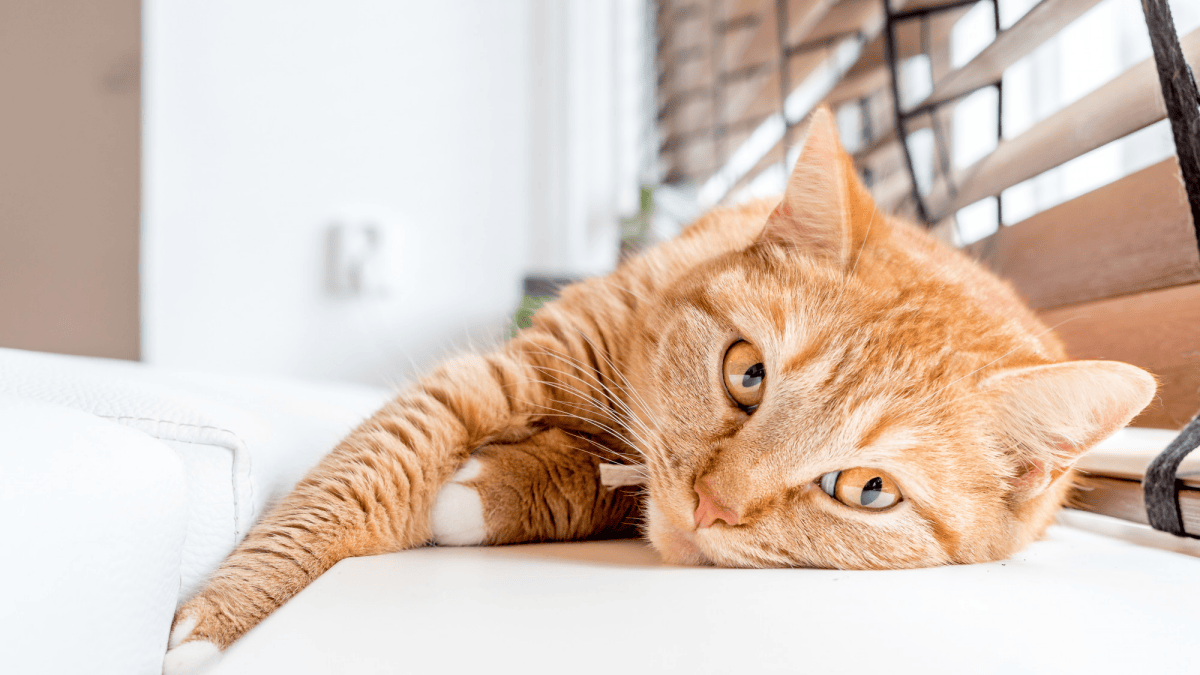 rima con gato descubre 100 palabras sorprendentes