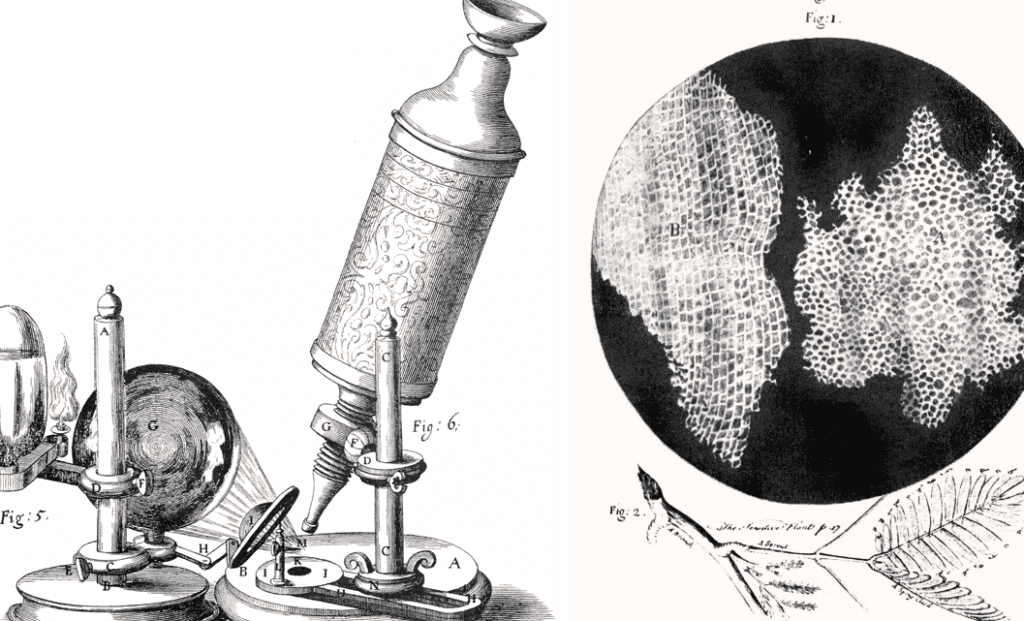 Robert Hooke: DESCUBRIMIENTOS que CAMBIARON la CIENCIA 2 robert hooke descubrimientos que cambiaron la ciencia