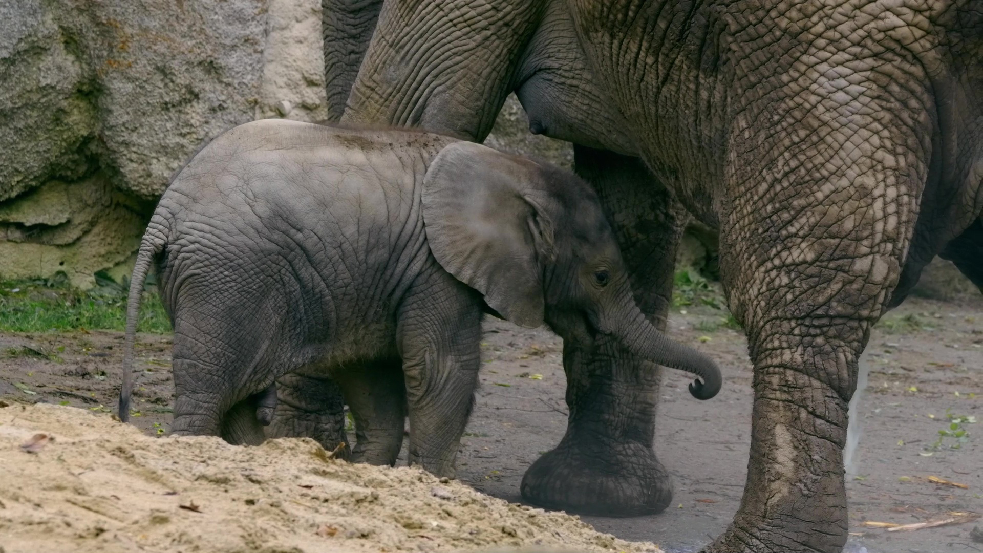 SIGNIFICADO DEL ELEFANTE: ¡DESCUBRE SU SIMBOLISMO! 2 significado del elefante descubre su simbolismo