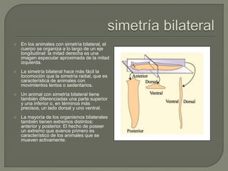 Simetría Bilateral: Importancia y Sorprendentes Aplicaciones 2 simetria bilateral importancia y sorprendentes aplicaciones