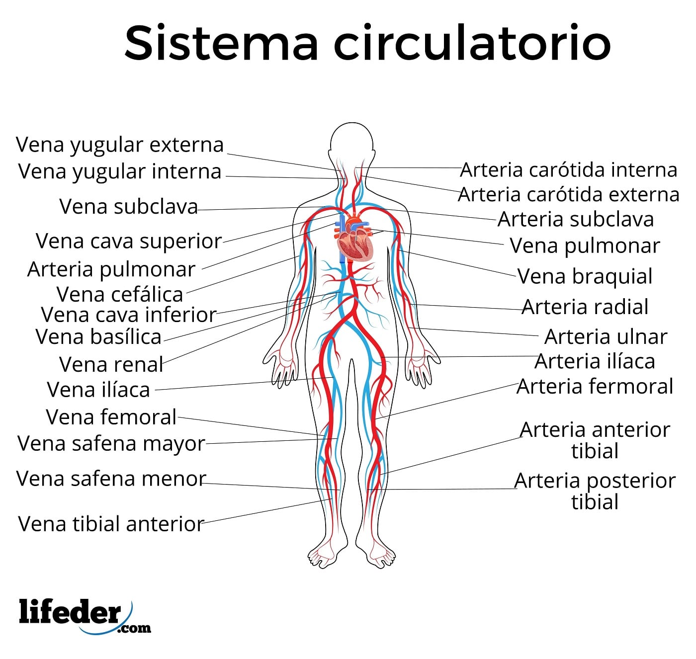 sistema circulatorio cual es su enigmatica funcion