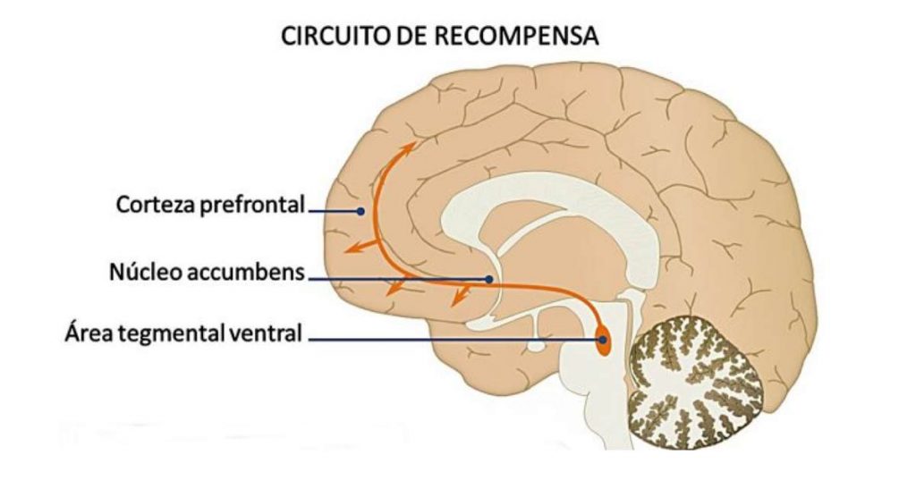 sistema de recompensa como funciona en tu cerebro