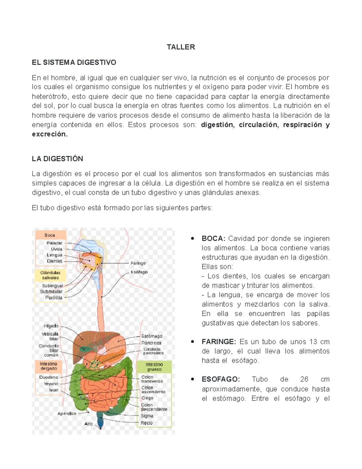sistema digestivo conoces sus partes y funciones