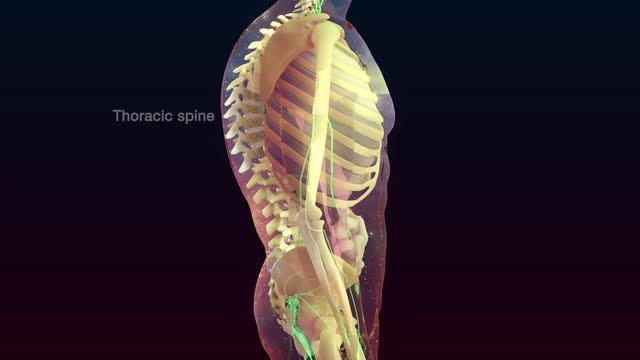 sistema muscular partes clave y asombrosos dibujos