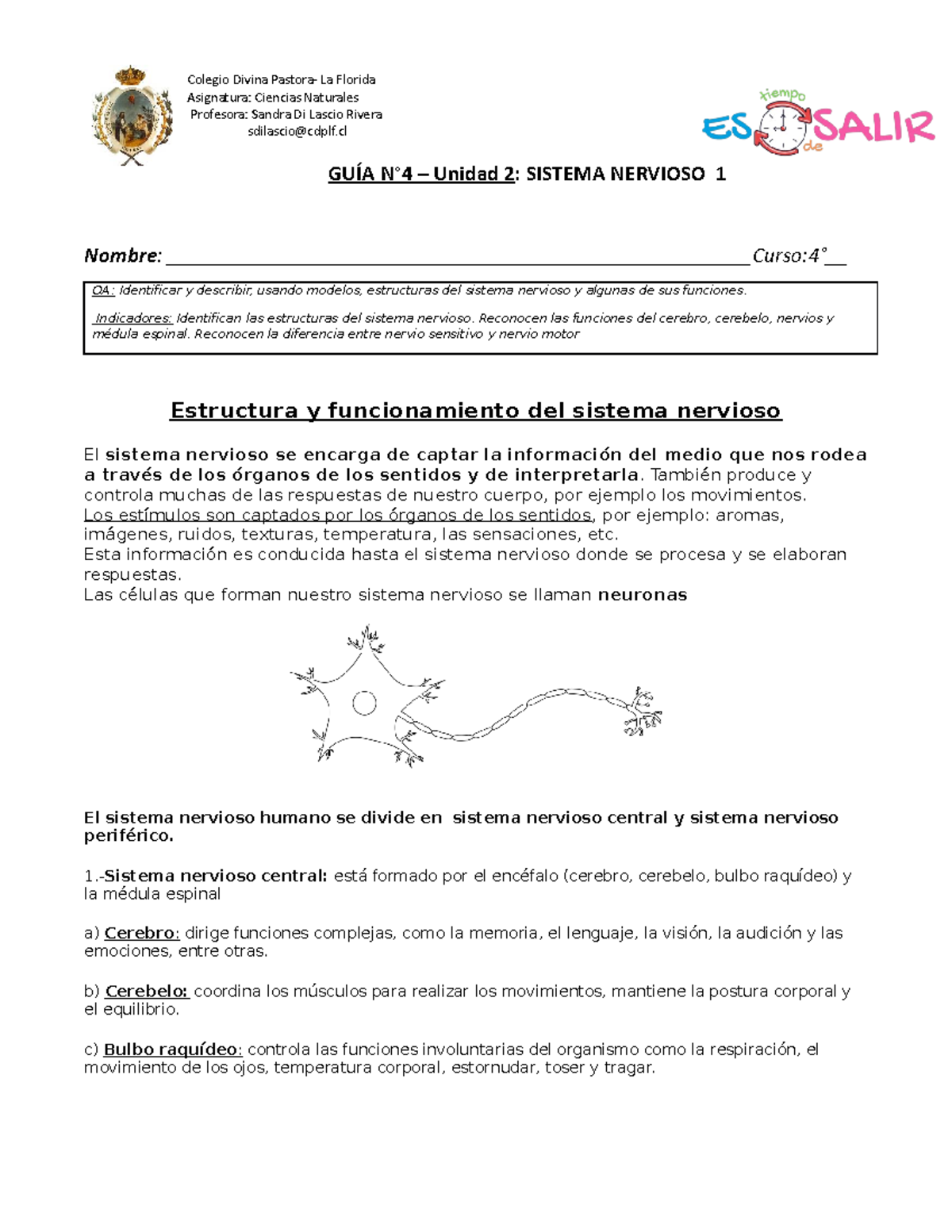 SISTEMA NERVIOSO: Cuáles son sus MISTERIOSAS PARTES 2 sistema nervioso cuales son sus misteriosas partes