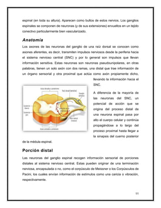 Sistema Nervioso PERIFÉRICO: ¡Descubre sus MISTERIOS! 2 sistema nervioso periferico descubre sus misterios