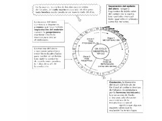 SISTEMA REPRODUCTOR: Descubre sus FUNCIONES y PATOLOGÍAS 2 sistema reproductor descubre sus funciones y patologias