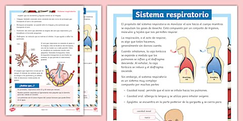 SISTEMA RESPIRATORIO: DESCUBRE sus ORGANS y FUNCIONES 2 sistema respiratorio descubre sus organs y funciones