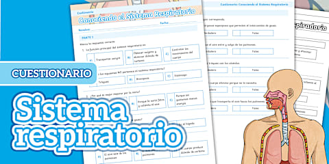 Sistema Respiratorio: DESCUBRE sus PARTES y FUNCIONES 2 sistema respiratorio descubre sus partes y funciones