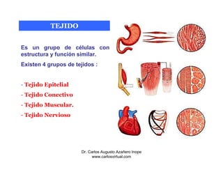 tejidos descubre los tipos y caracteristicas ocultas