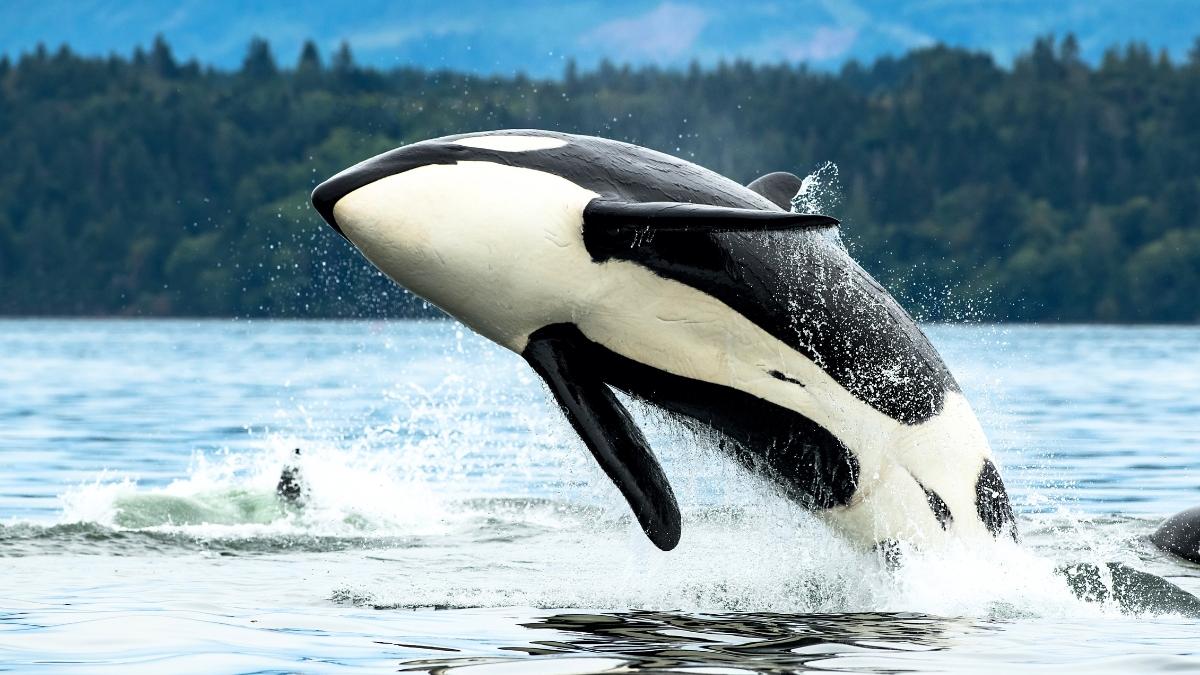 Texto Expositivo de Delfines: ¡Descubre sus SECRETOS! 5 texto expositivo de delfines descubre sus secretos