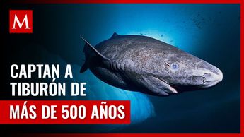 tiburon descubre sus increibles caracteristicas y mas