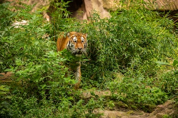 tigre 10 caracteristicas que no conoces sorprendete