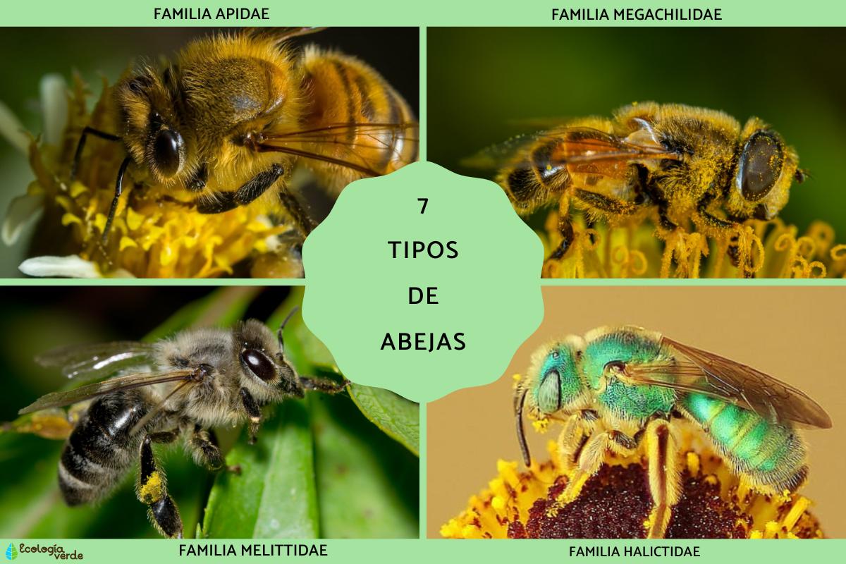 TIPOS de ABEJAS: Descubre sus ASOMBROSAS Características 2 tipos de abejas descubre sus asombrosas caracteristicas