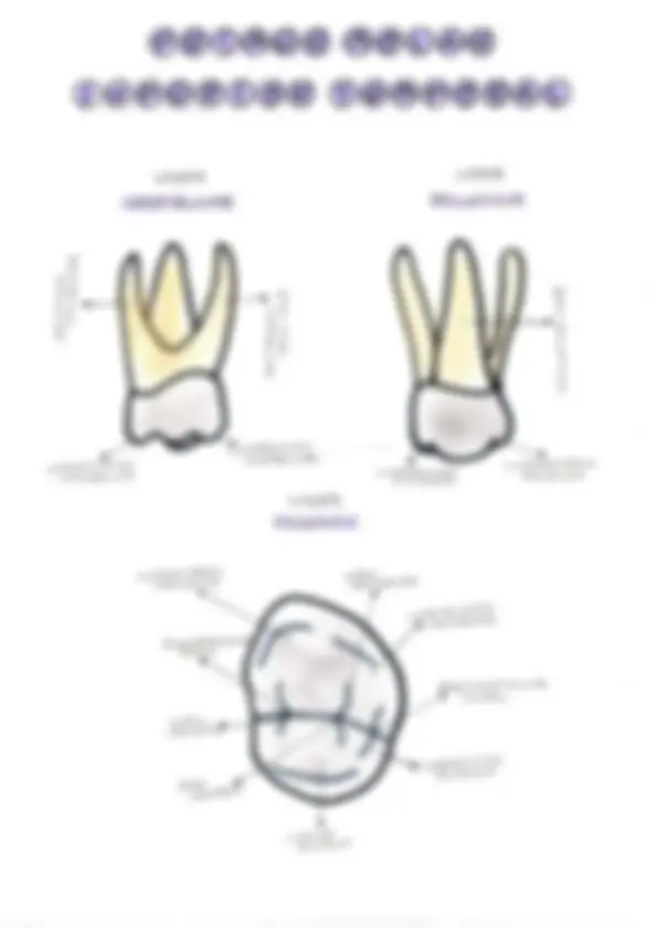 TIPOS DE DIENTES: ¡Descubre los 4 TIPOS Esenciales! 2 tipos de dientes descubre los 4 tipos esenciales