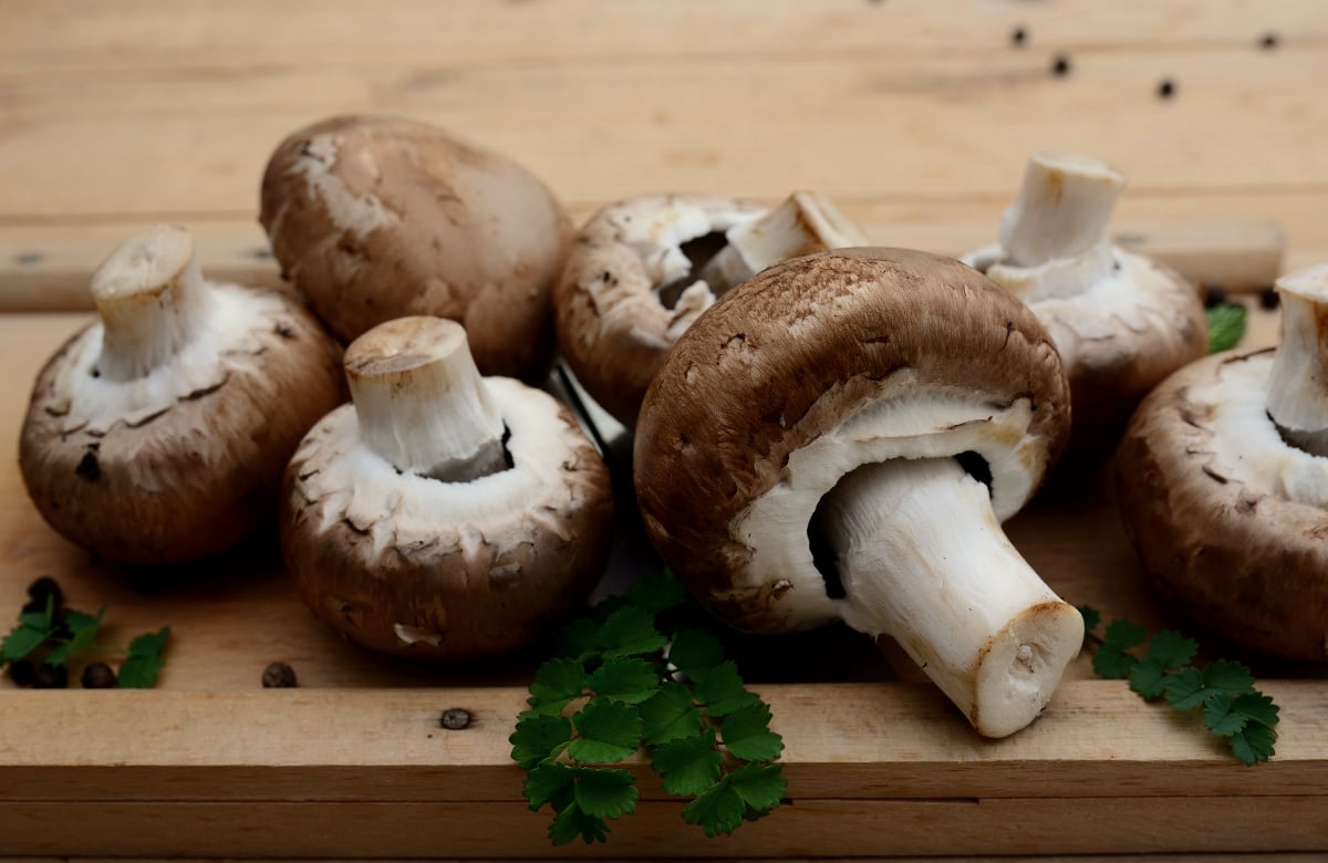 Tipos de HONGOS COMESTIBLES: Cómo CULTIVARLOS FÁCILmente 2 tipos de hongos comestibles como cultivarlos facilmente