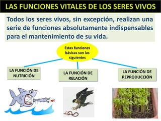 todos los seres vivos respiran como funcionan