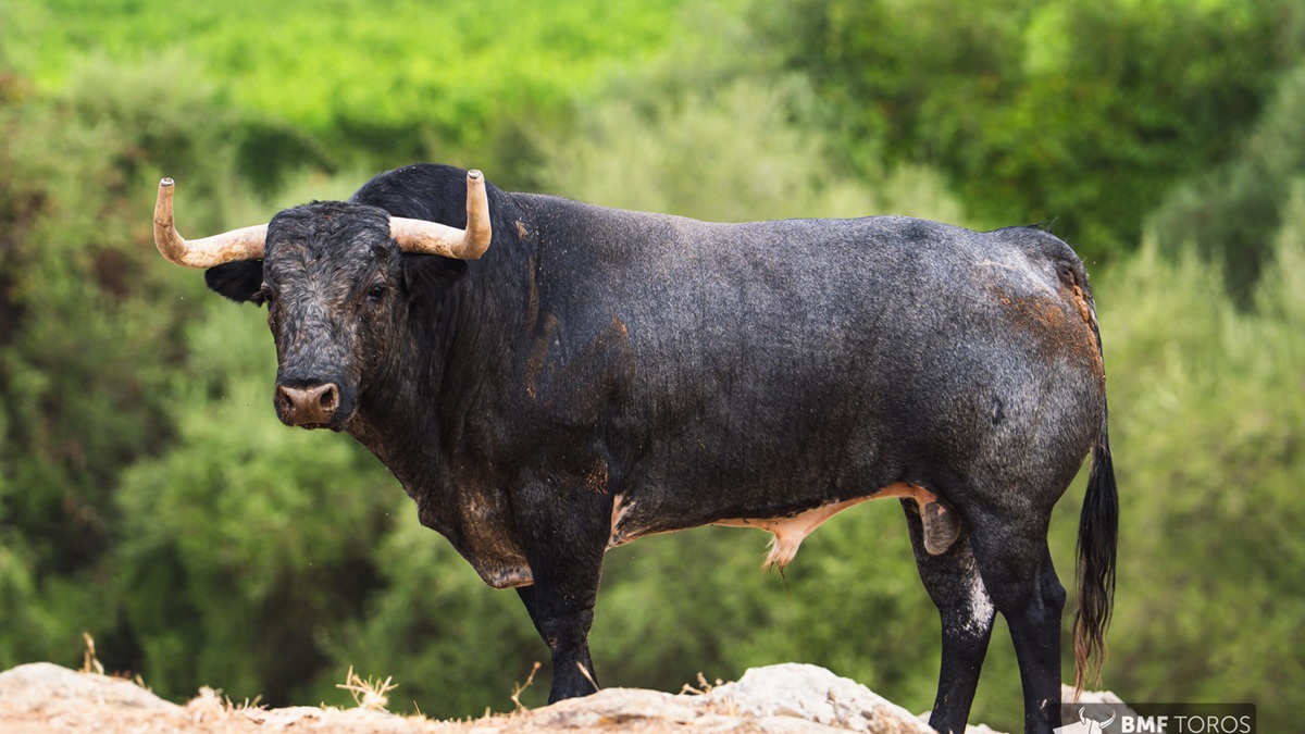 toros que es un toro descubre sus caracteristicas
