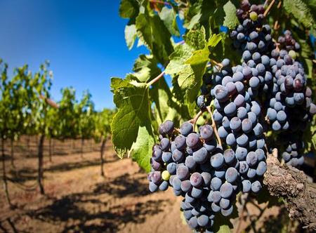 Viñedo: Descubre su Importancia y lo Que No Sabías 21 vinedo descubre su importancia y lo que no sabias