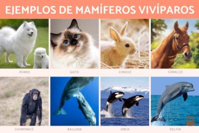 VIVÍPAROS: Características y Tipos que Te Sorprenderán 2 viviparos caracteristicas y tipos que te sorprenderan