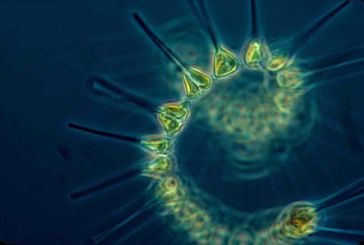 ZOOPLANCTON: Descubre su DEFINICIÓN y CLASIFICACIONES 2 zooplancton descubre su definicion y clasificaciones