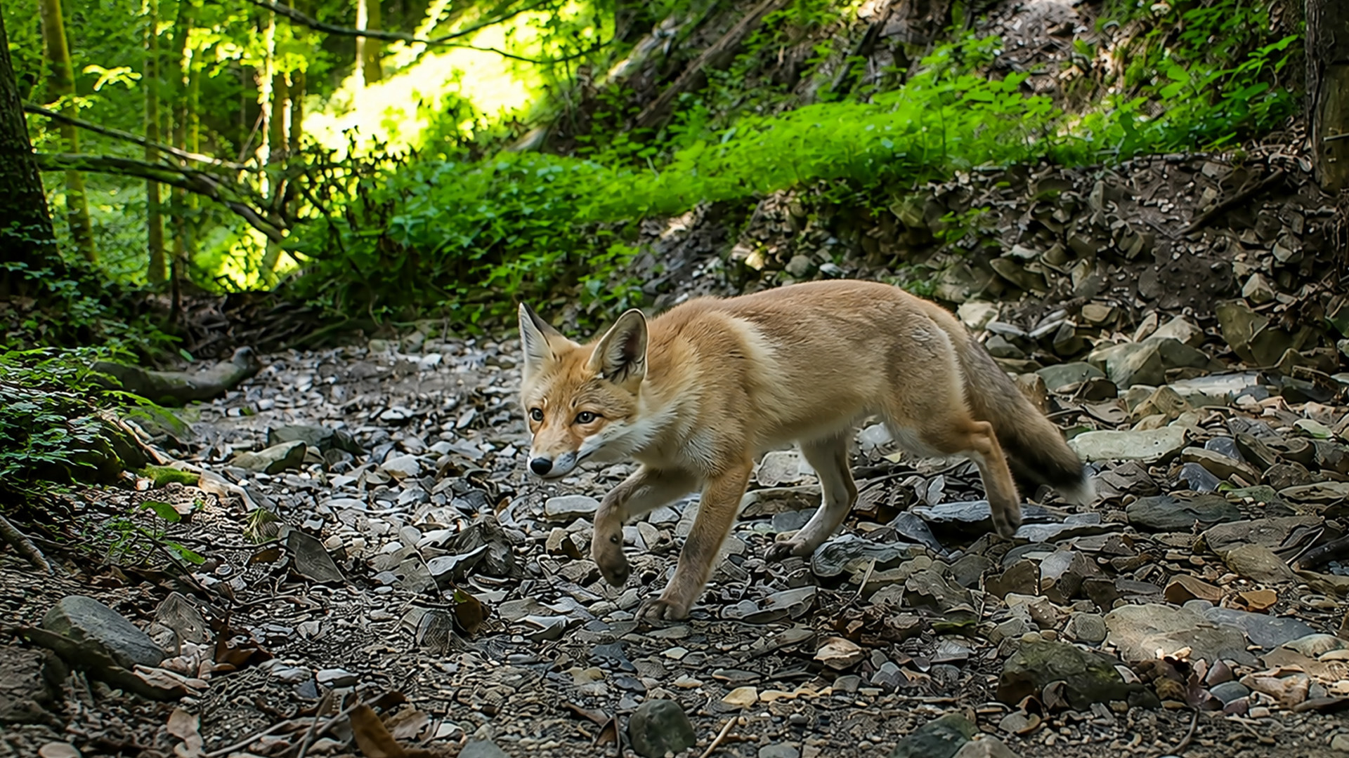 Zorro: DESCUBRE su HÁBITAT y ALIMENTACIÓN SORPRENDENTE 2 zorro descubre su habitat y alimentacion sorprendente